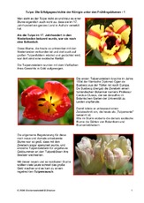 Tulpe-Erfolgsgeschichte-1.pdf